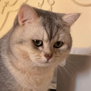 Meet your Posher, Vivian